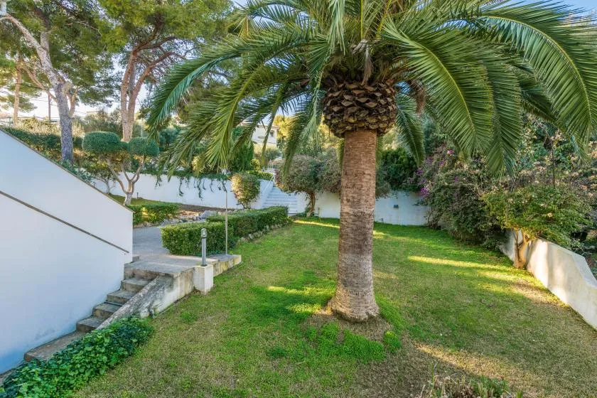 Un jardín con césped, una gran palmera y vegetación alrededor.