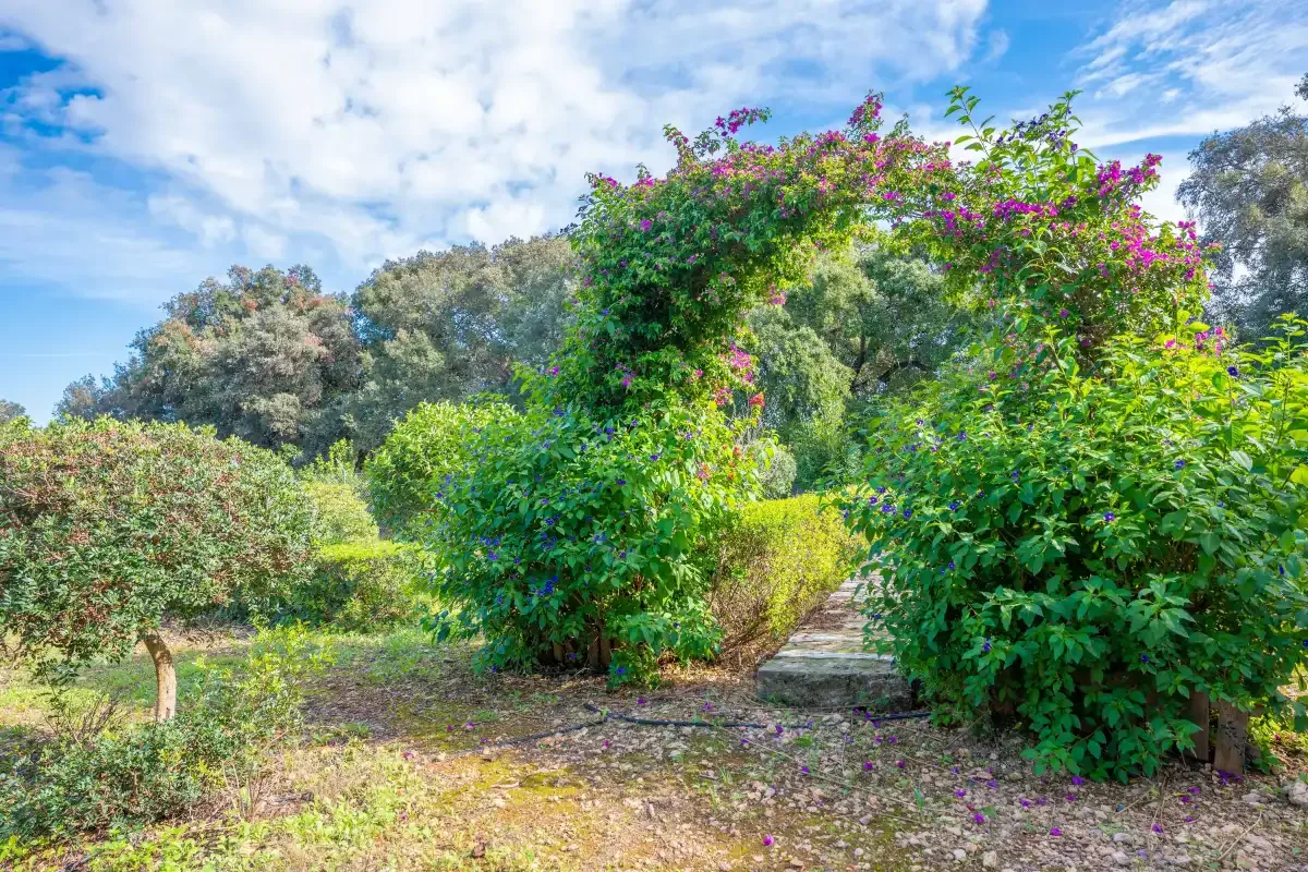 Un sendero del jardín pasa bajo enredaderas con flores y arbustos frondosos.
