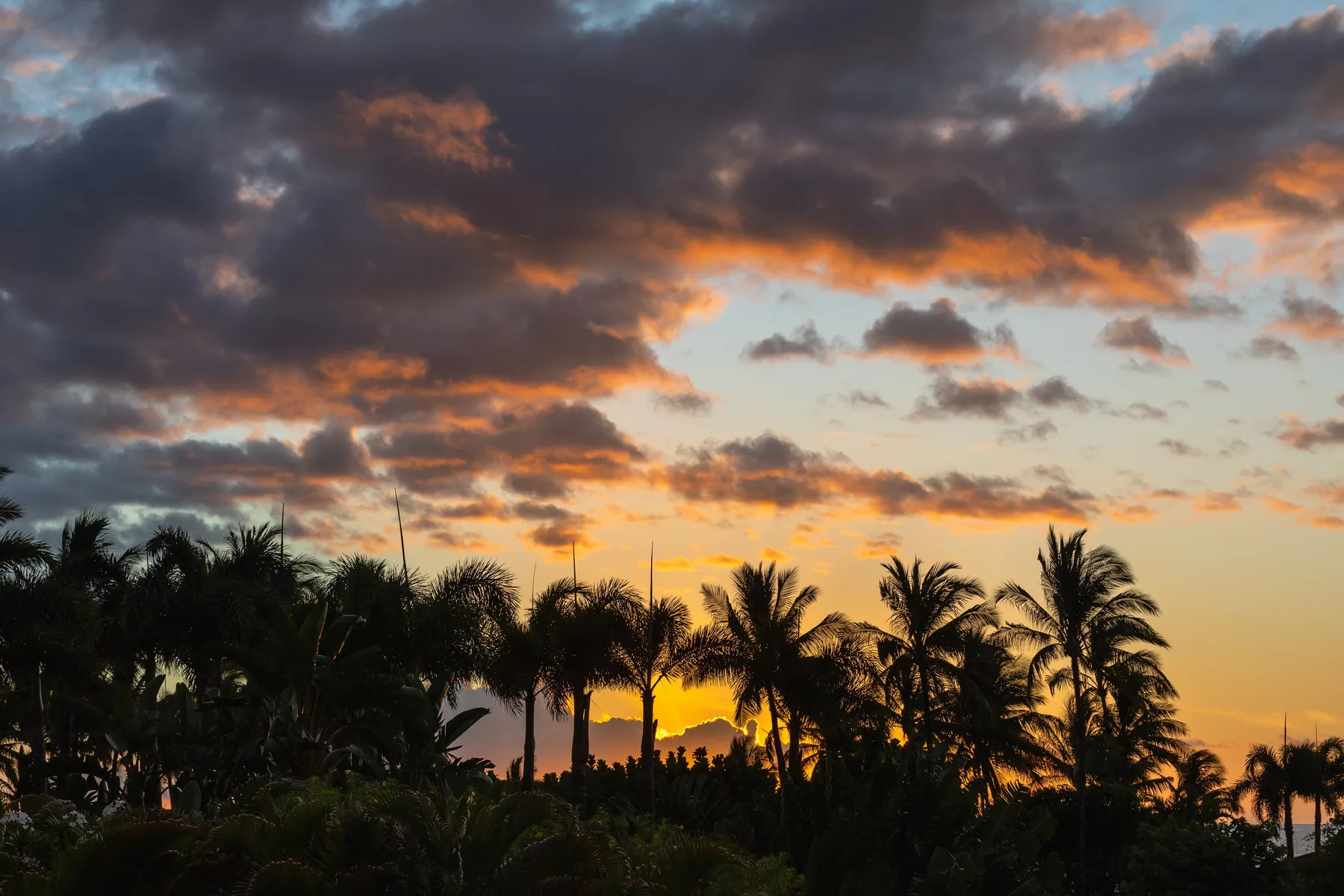 El cielo al atardecer brilla detrás de palmeras en silueta.