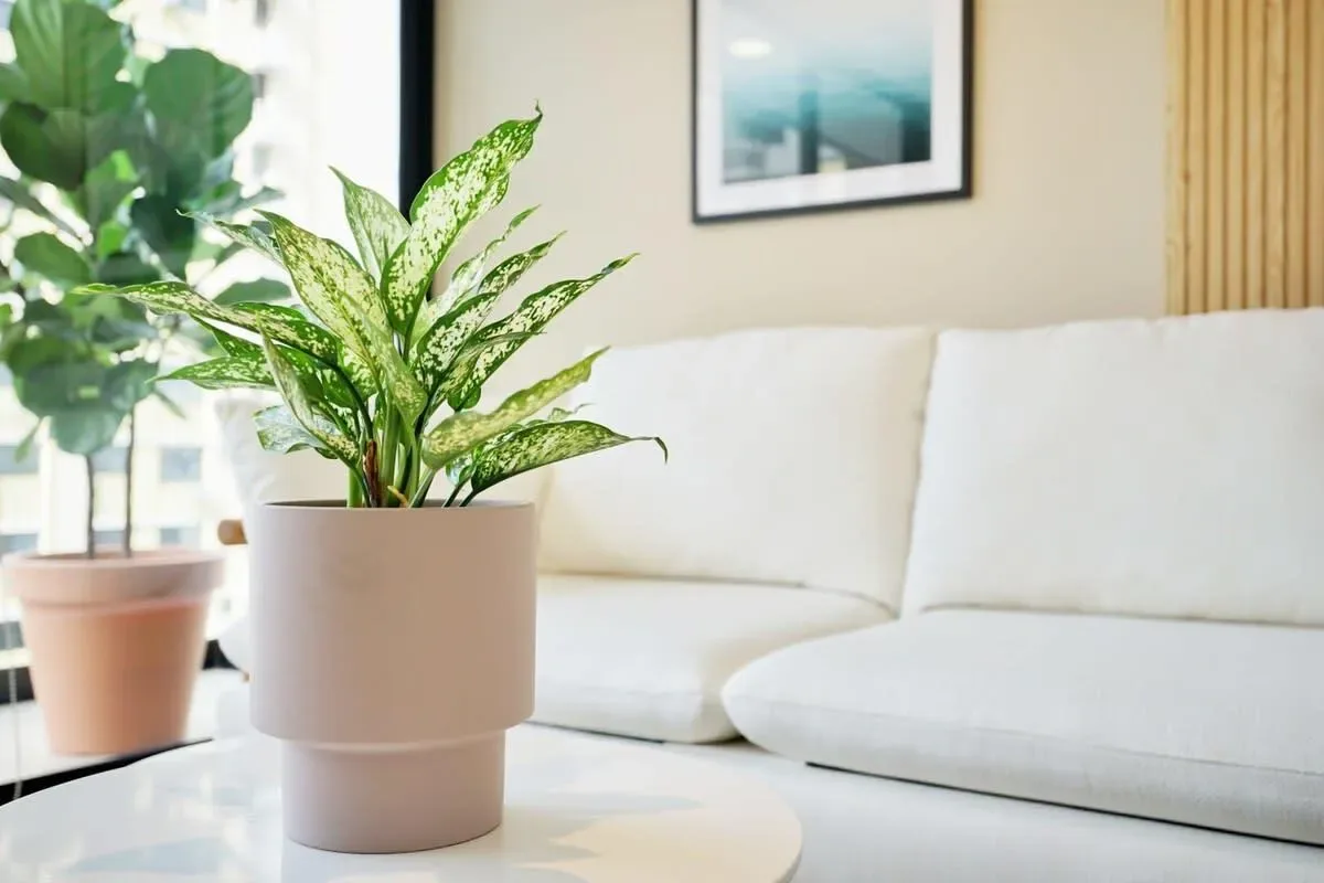 Light-filled 1BR in San Francisco w/ Pool