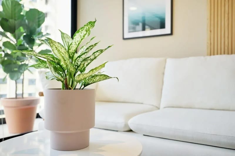 Light-filled 1BR in San Francisco w/ Pool