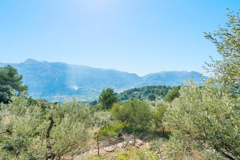 A sunny landscape of low trees and shrubs with mountains in the distance.