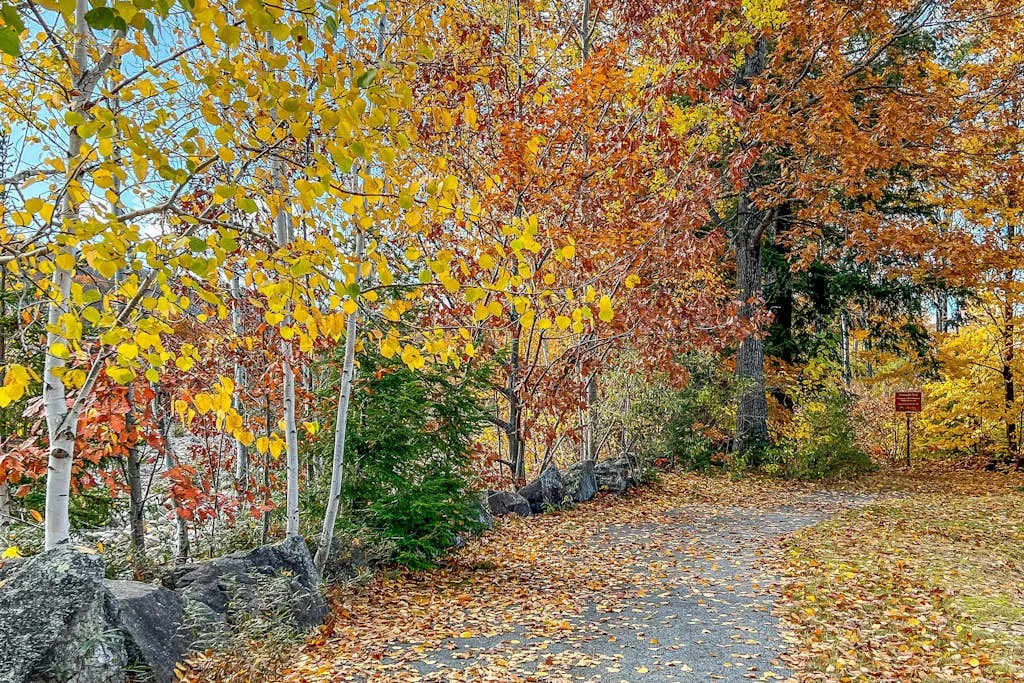 Un sendero pavimentado serpentea entre árboles con hojas otoñales de colores.
