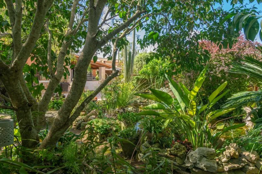 A lush garden with trees, leafy plants, and a small rock-edged pond.