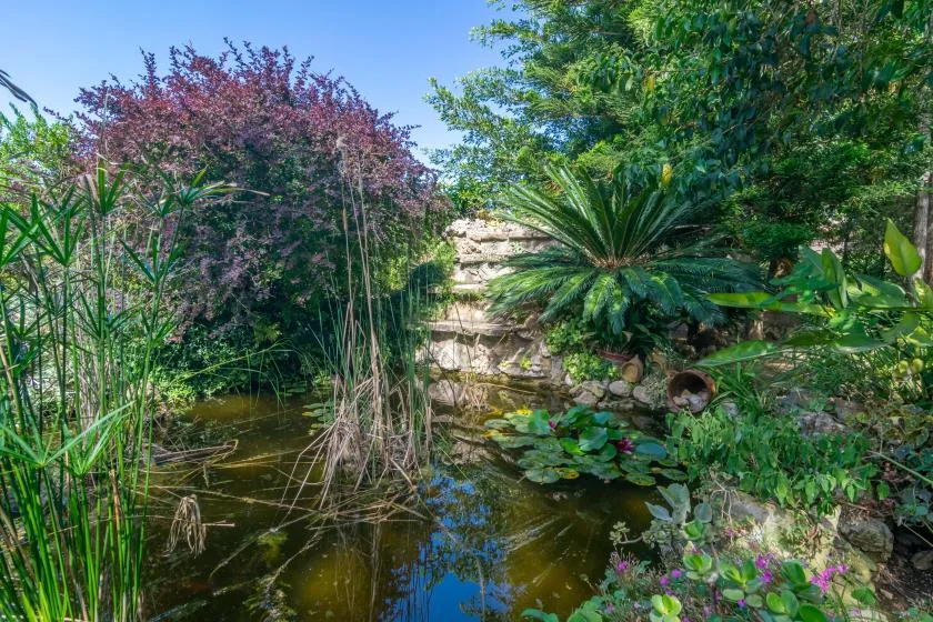 A lush garden pond with water lilies, reeds, and leafy plants.