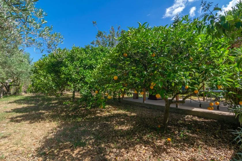 An outdoor grove of fruit trees with oranges growing among green leaves.