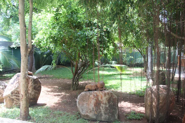 Foto de la galería de My Village LK