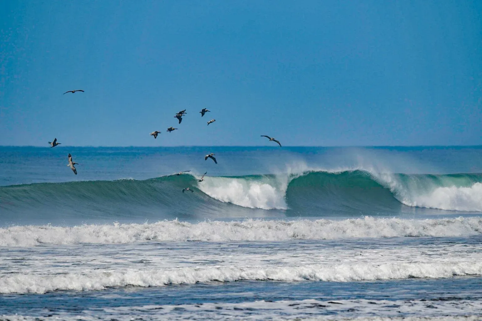 Waves and seabirds