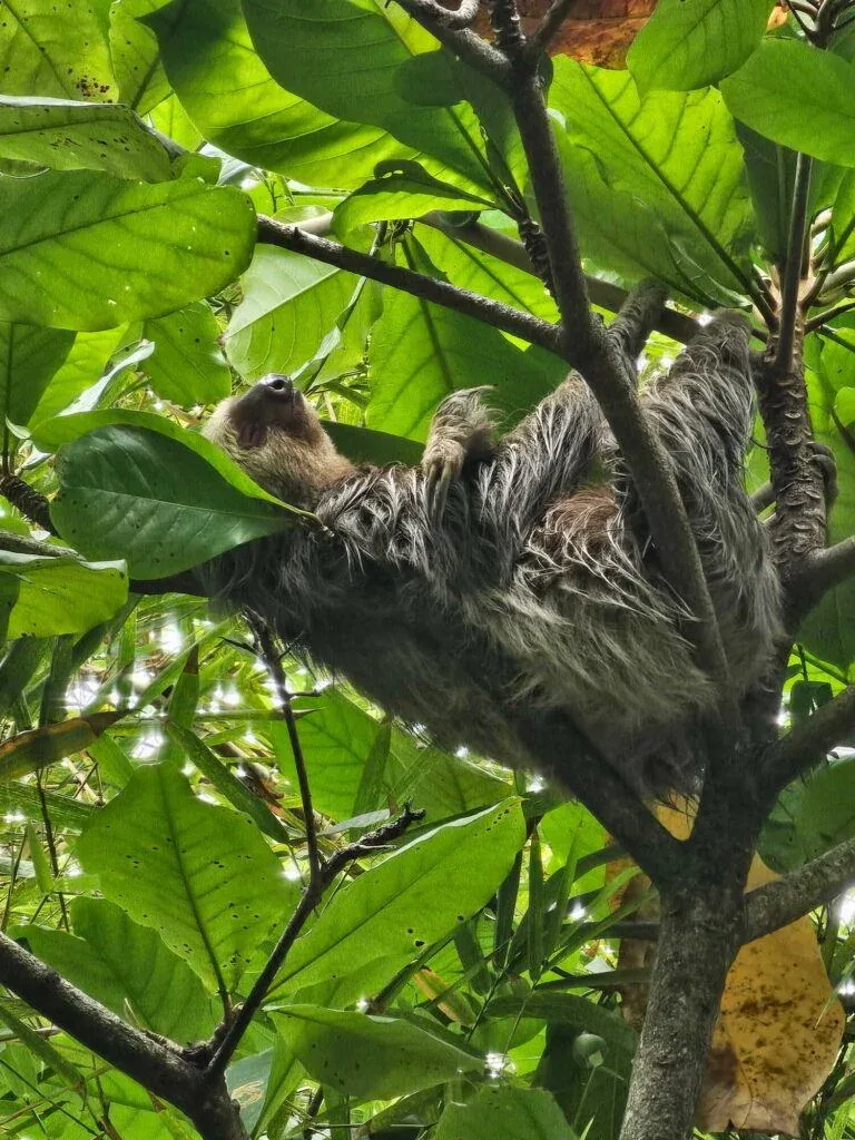Sloth