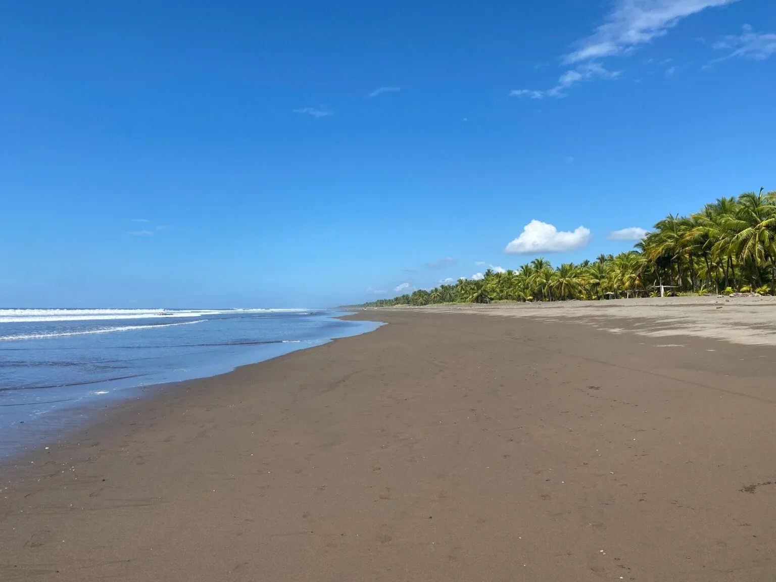 Beach and palm trees