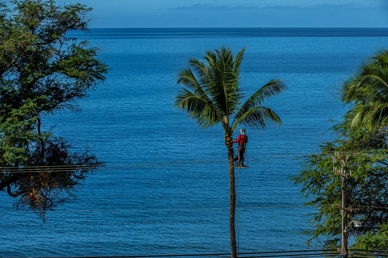 Una persona trabaja en una palmera junto al océano.