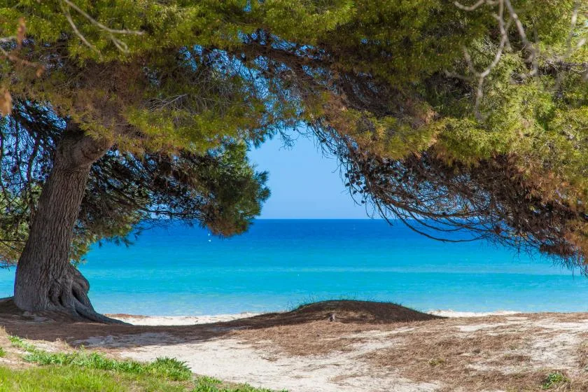 Una playa de arena bajo un árbol extendido, frente a aguas azul intenso.