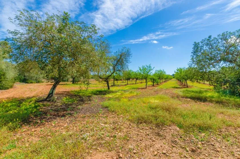 A grassy orchard with rows of trees beneath a bright blue sky.