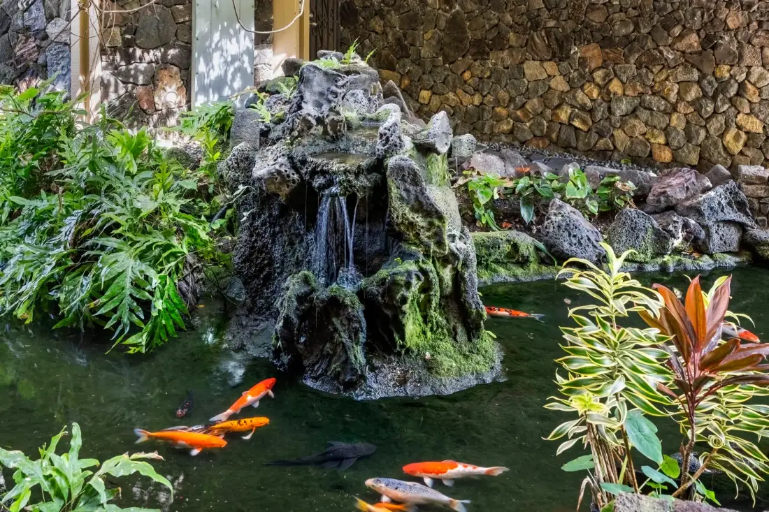 A garden pond with koi fish swimming beneath a small rocky waterfall.