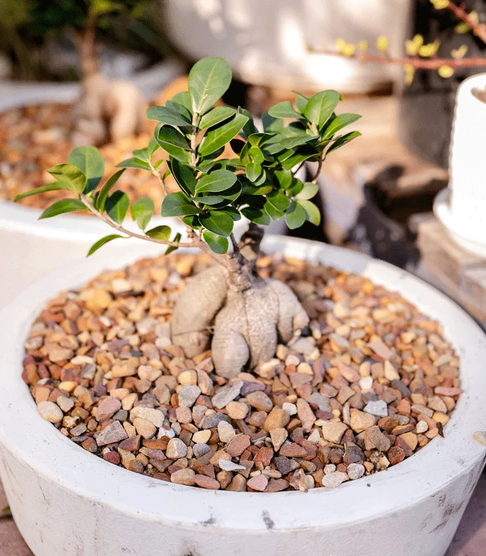 Nursery