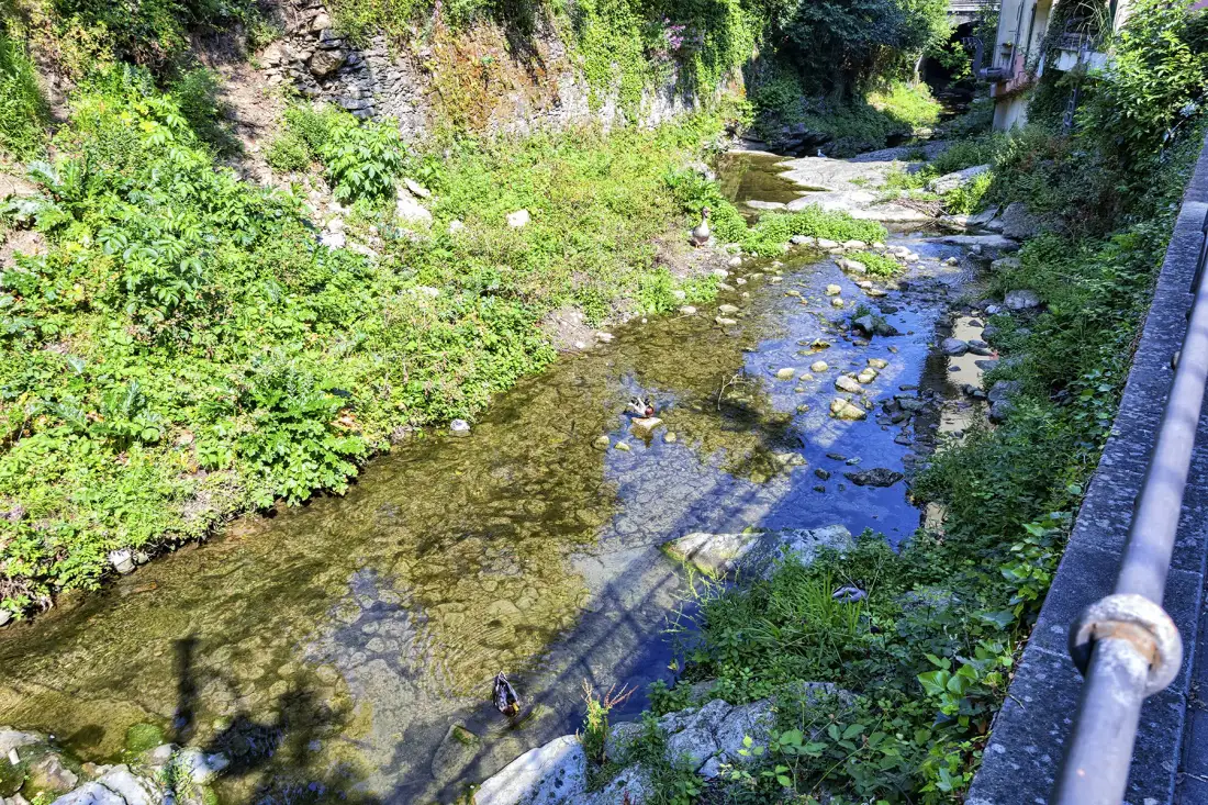 A shallow stream flows over rocks through lush green vegetation.