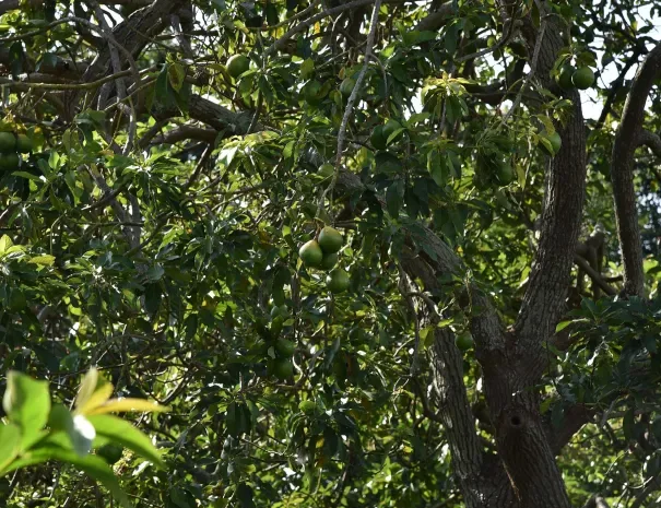 Avocado Bay property