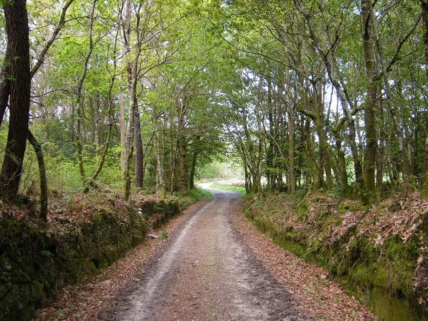 Sendero entre robles en la zona de Brión