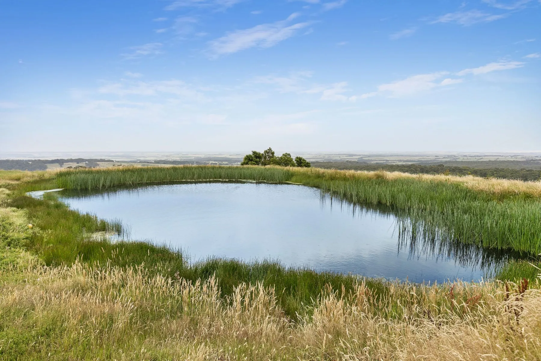 A pond surrounded by reeds and grasses beneath a blue sky.