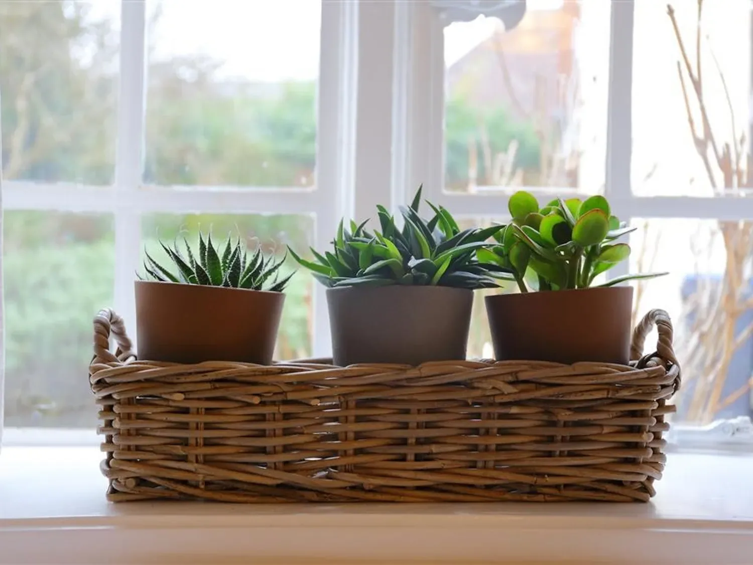 Three potted plants sit in a woven basket on a windowsill beside a bright window.