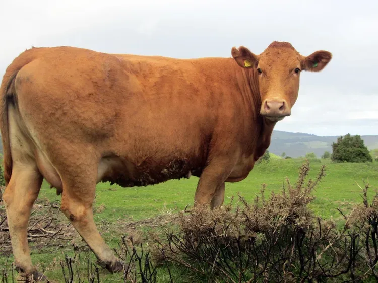 Una vaca marrón está de pie en un campo de hierba con arbustos bajos.