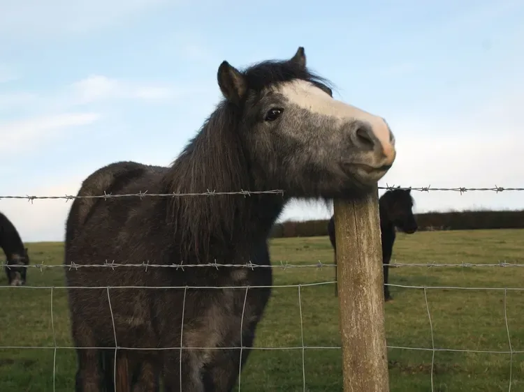 Un caballo oscuro está en un prado detrás de una cerca de alambre.