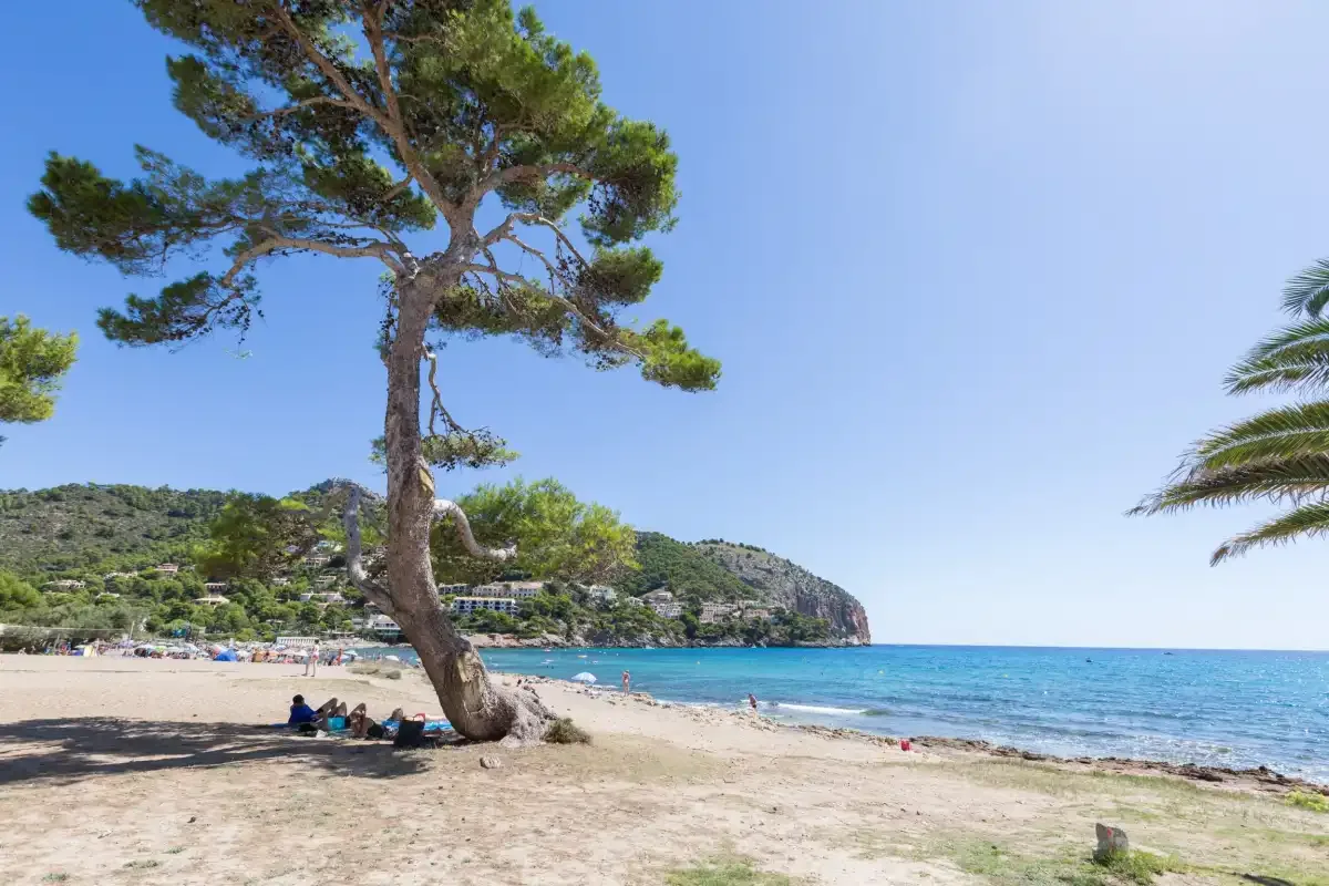A sandy beach with a pine tree beside the blue sea.