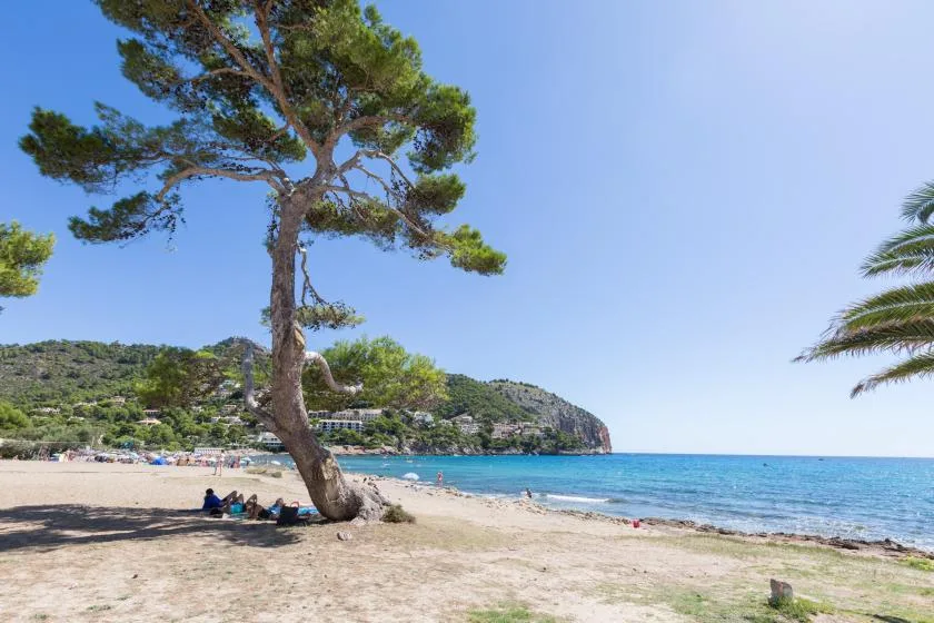 A sandy beach with a pine tree beside clear blue water.