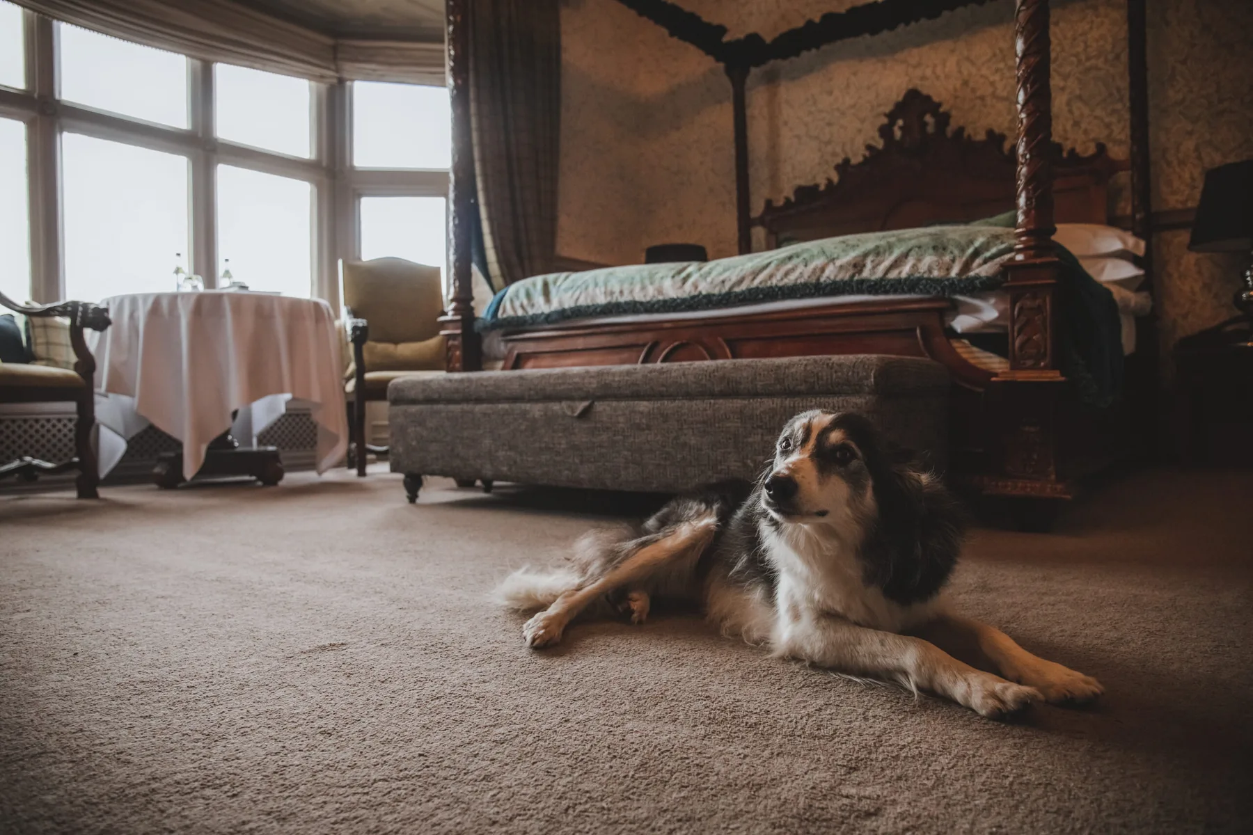 Dog-friendly bedroom