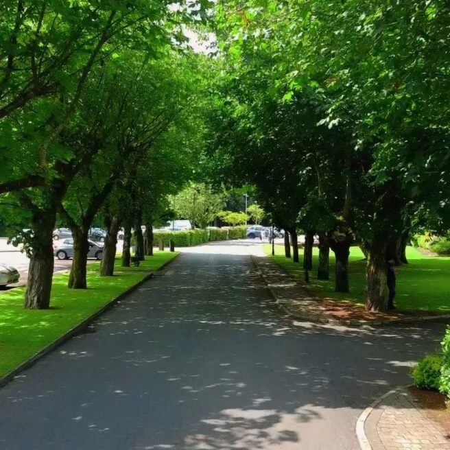 Tree-lined driveway leading to the hotel entrance