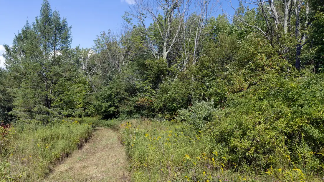 A grassy path winds through a meadow bordered by trees and shrubs.