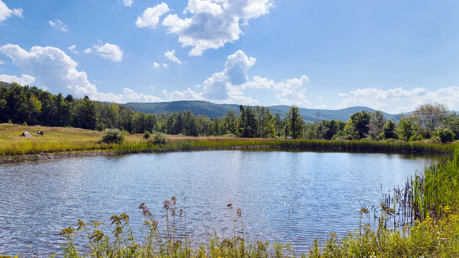 A pond bordered by reeds and trees sits beneath a partly cloudy sky.