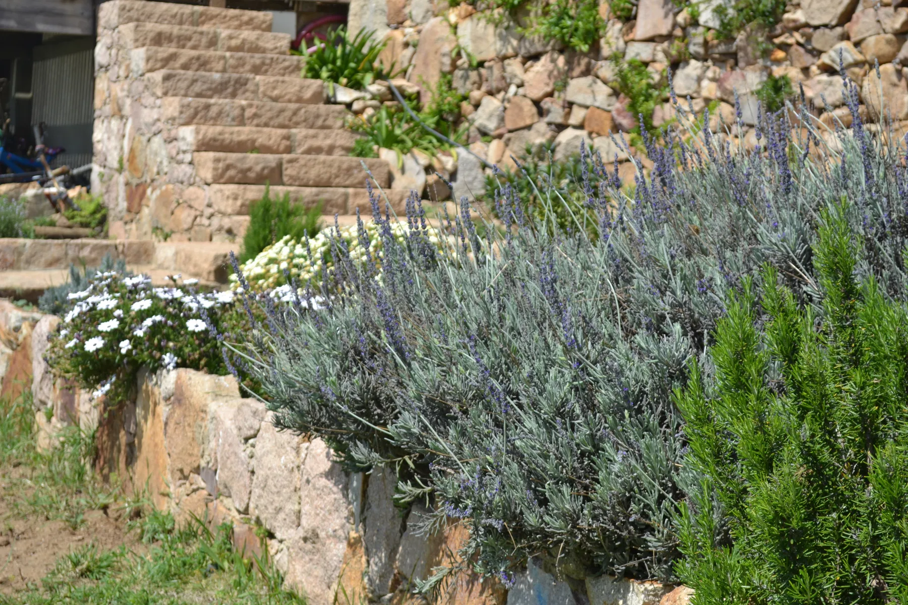 A landscaped garden with flowering plants beside a stone staircase.