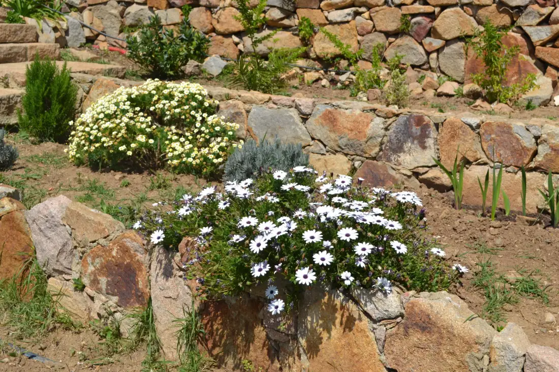 A garden bed with flowering plants and a low stone wall.