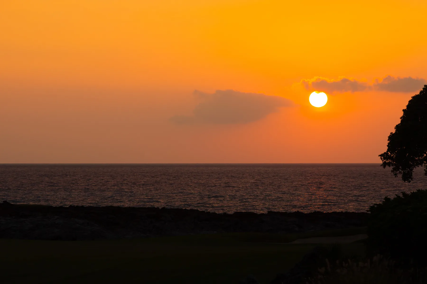 A sunset glows over the ocean, with a dark tree silhouetted at the edge.
