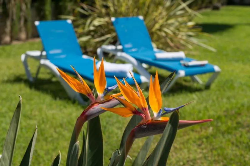 A grassy garden features orange flowers in front of blue lounge chairs.