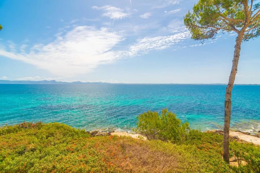 A coastal landscape with turquoise water, low vegetation, and a tree beside the shore.