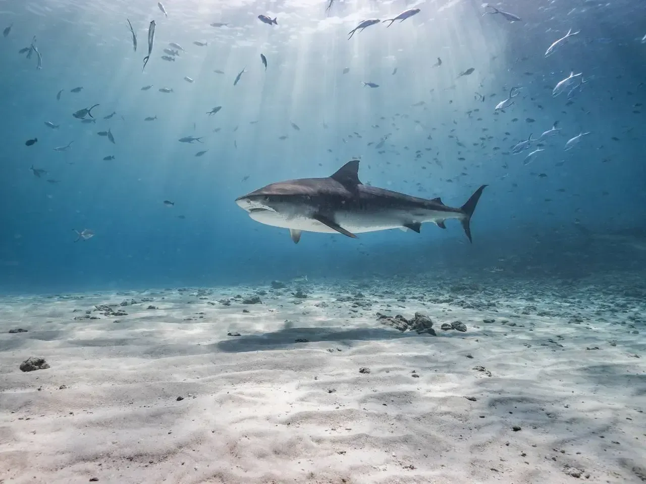 A tiger shark cruising over white sand in sunlit water