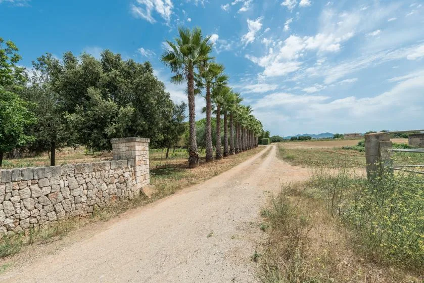 Un camino de tierra pasa entre un muro de piedra, palmeras y campos abiertos.