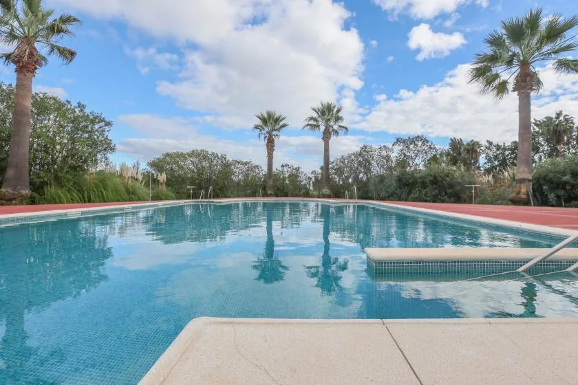 An outdoor swimming pool is surrounded by palm trees and greenery.