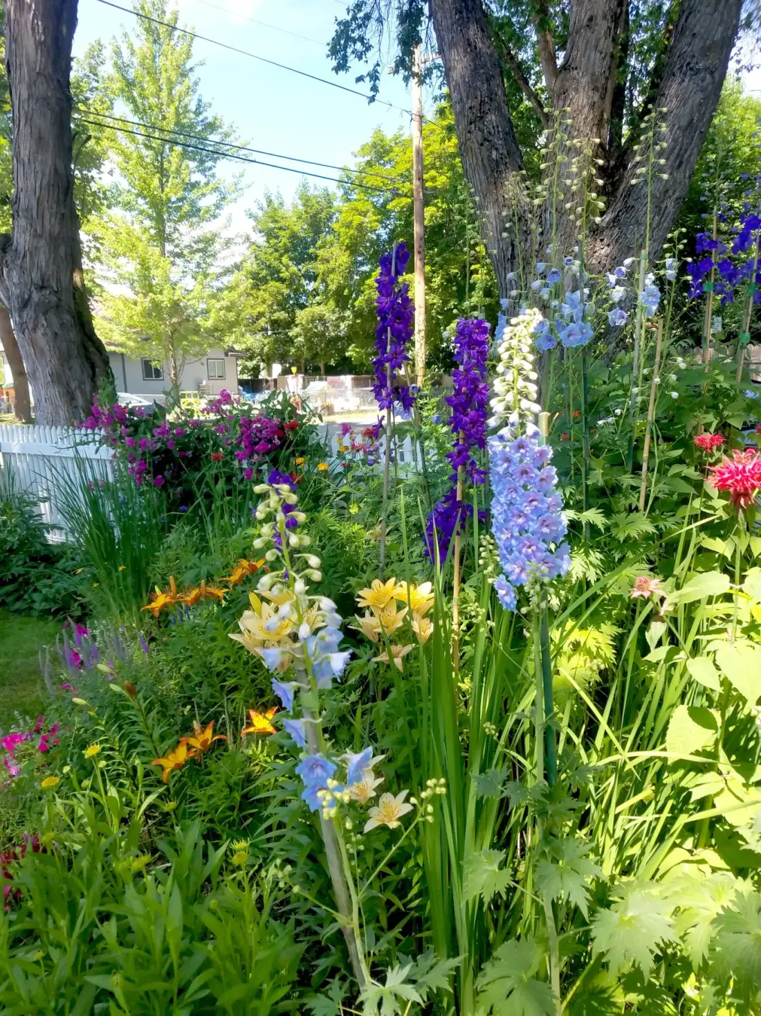 Perennial garden