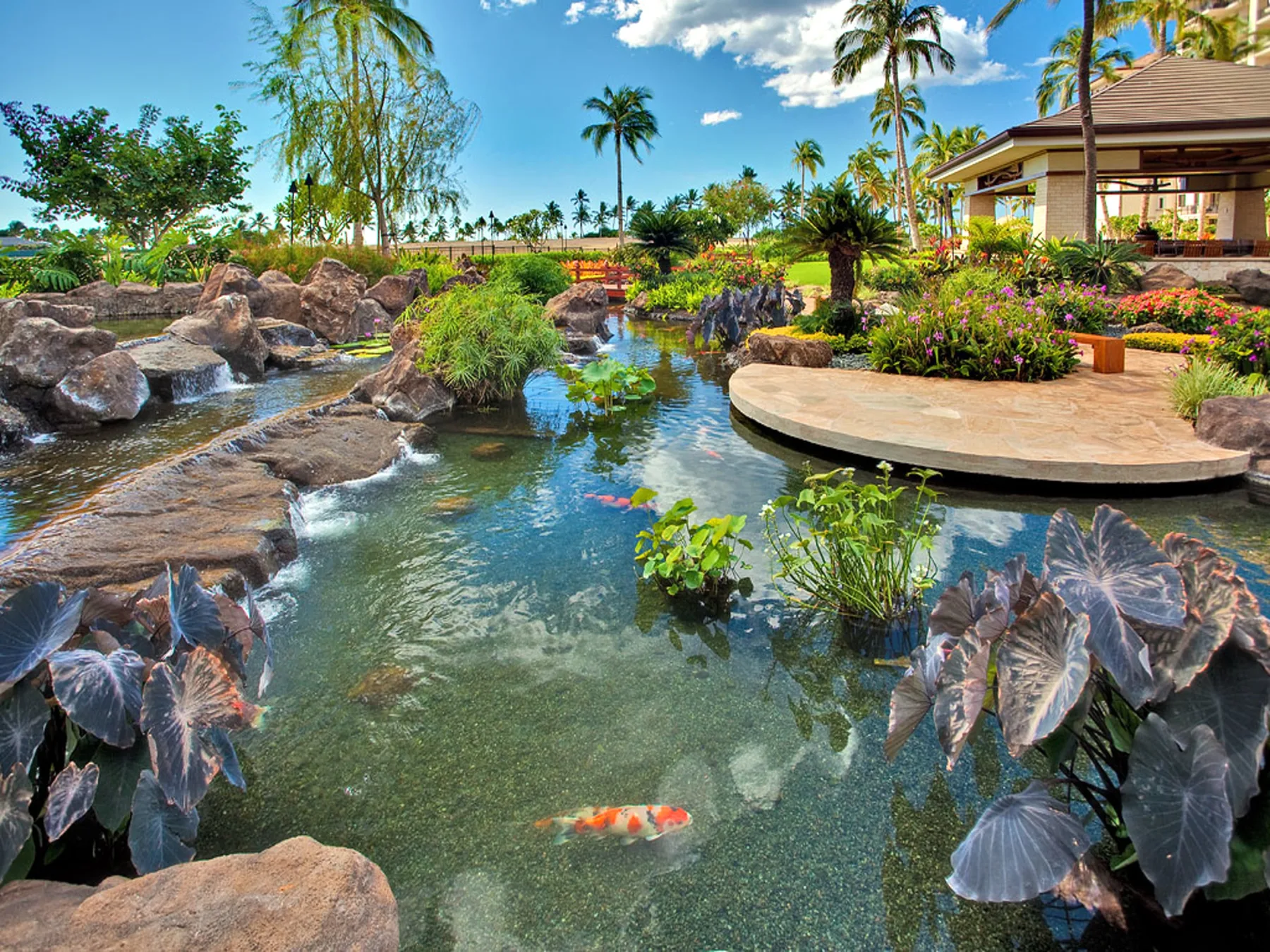 Un estanque ajardinado con peces koi, rocas y plantas con flores junto a un pabellón.