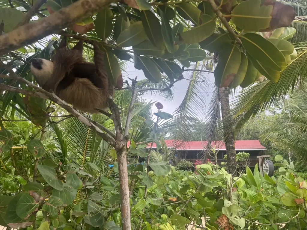 Sloth resting in the trees with Oasis in the background