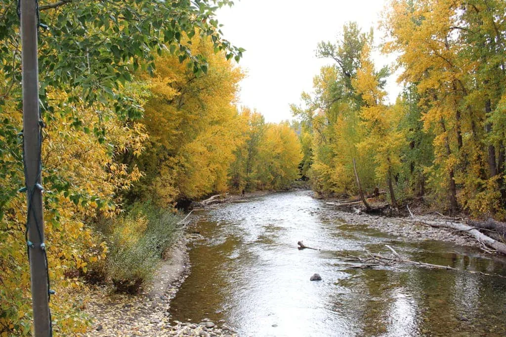 A shallow river winds through trees with autumn-colored leaves.
