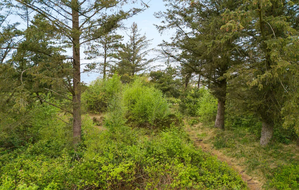 Un sendero arbolado atraviesa densos arbustos y árboles verdes.