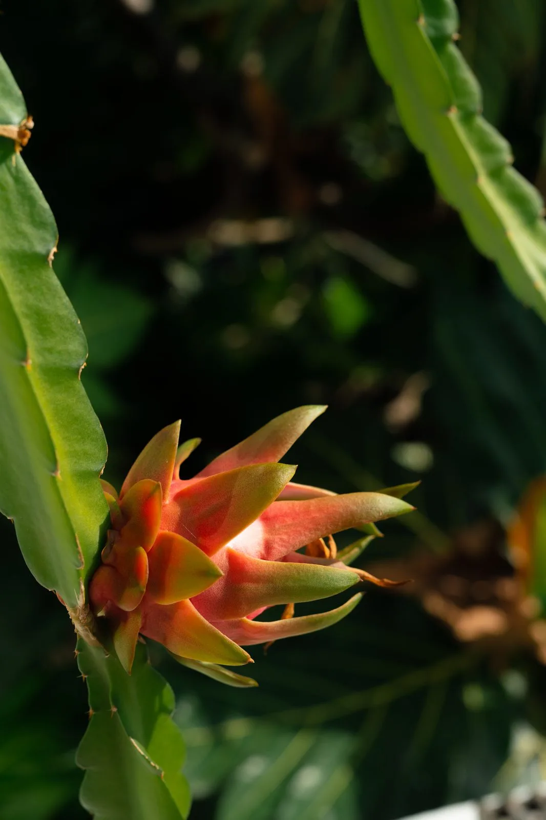 Fruta del dragón en el alojamiento