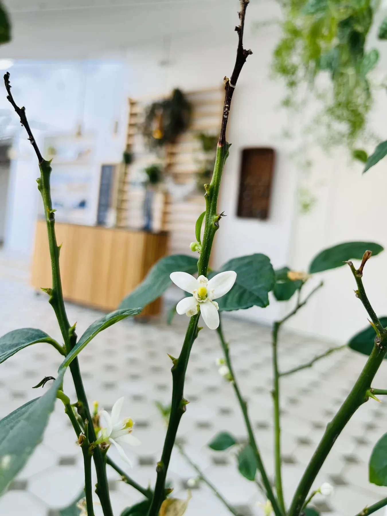 Flor blanca en una planta verde en el interior