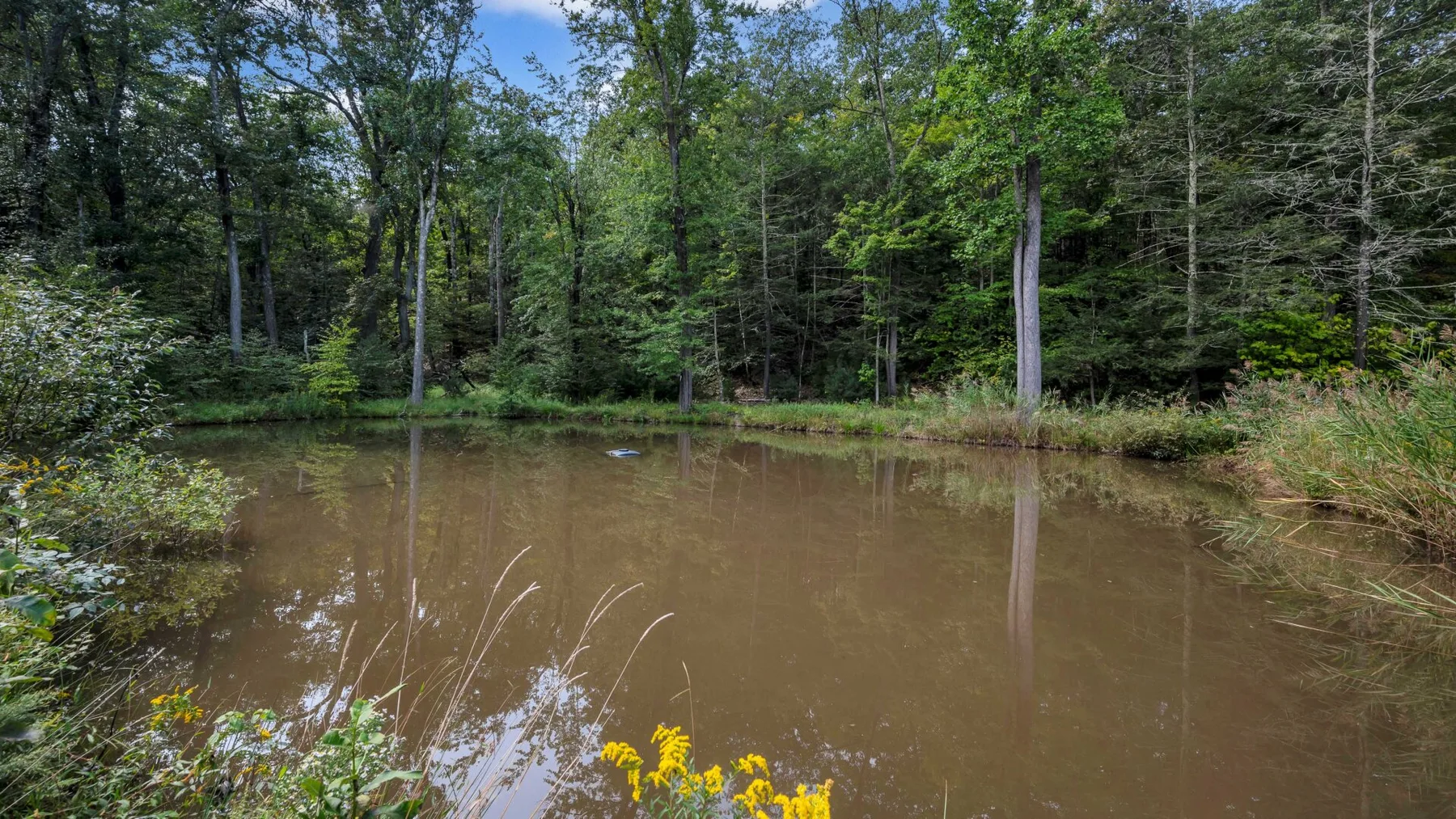 A small pond surrounded by trees and shoreline vegetation.