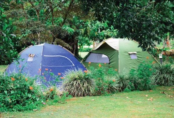 Acampada bajo los árboles