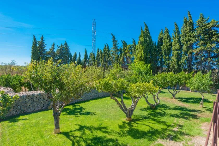 A grassy garden with small trees, a stone wall, and taller trees beyond.